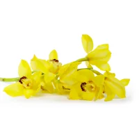 Orchidej